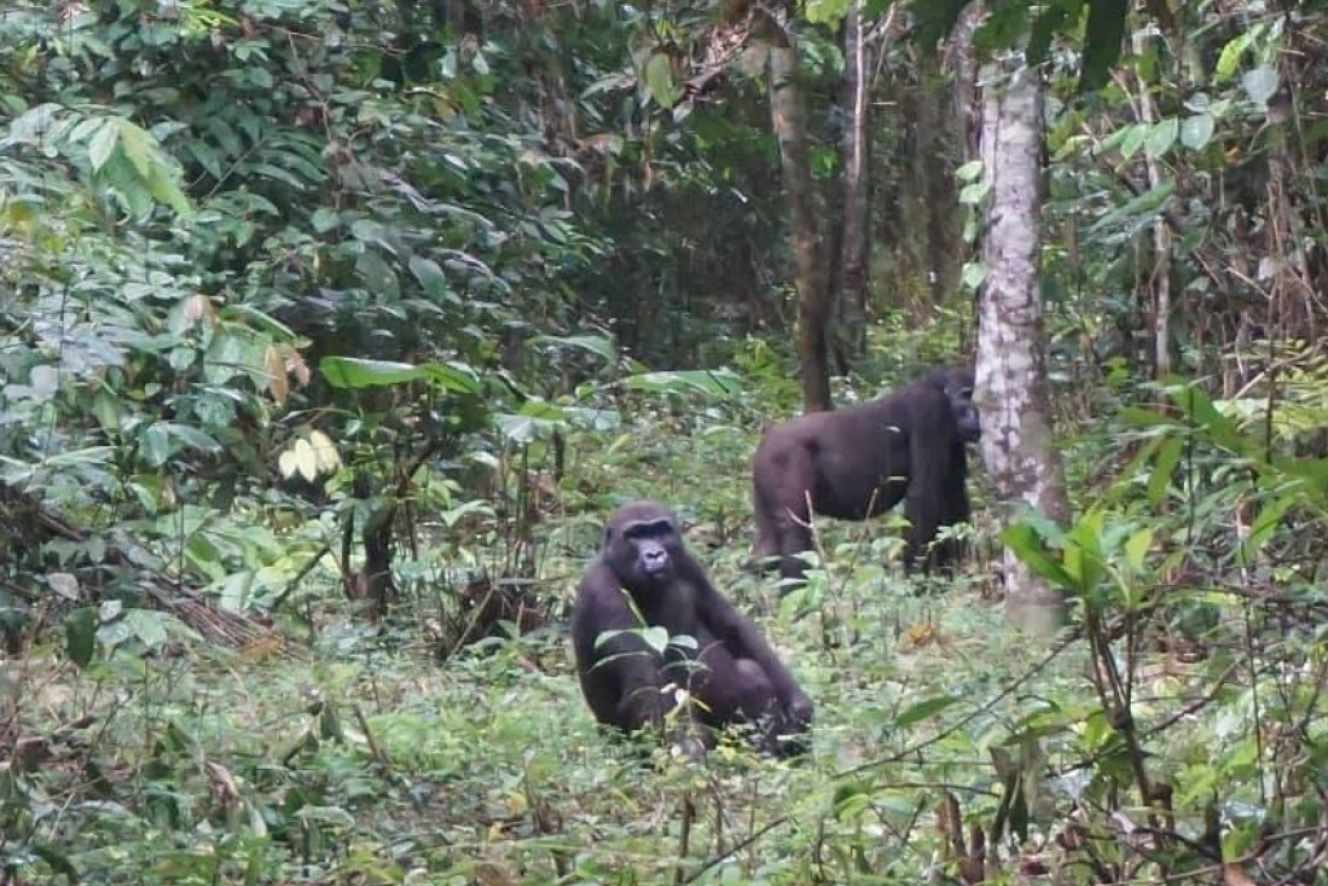 Planète (Afrique) - Dans le sud du Cameroun, la difficile cohabitation entre les hommes et les animaux sauvages