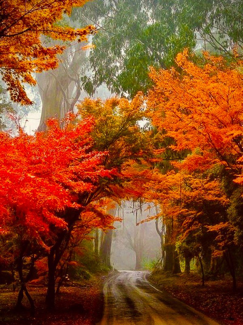 Les couleurs de l’automne