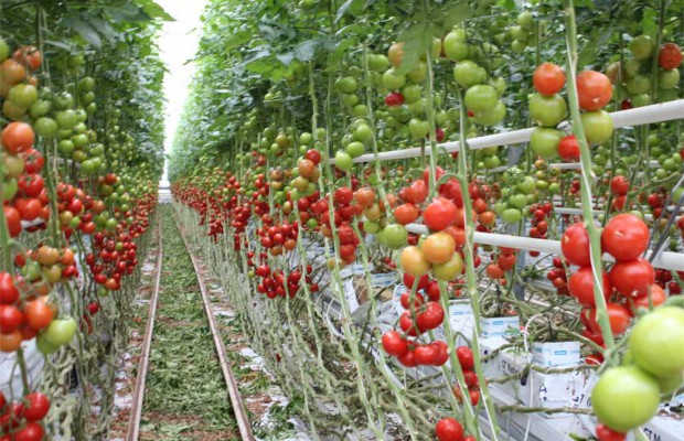 Algérie ( Mostaganem): Production importante de la tomate sous serre