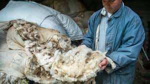 Algérie (El-Bayadh) - La laine de mouton ne trouve pas preneur
