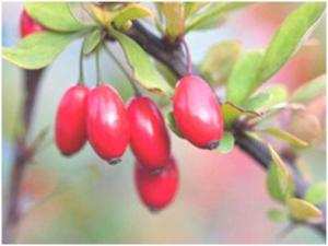 LA BERBÉRINE (3oud ghriss en arabe) … LE REMÈDE NATUREL CONTRE LE DIABÈTE.