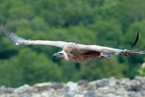 Chemini (Béjaïa) - DISPARUS DEPUIS PLUSIEURS ANNÉES: Les vautours reviennent dans les montagnes de l’Akfadou