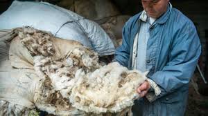Algérie (El-Bayadh) - La laine de mouton ne trouve pas preneur