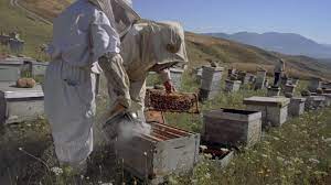 Algérie (Tébessa) - Apiculture: Le plein de miel