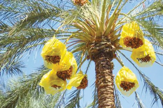 Algérie (Biskra) - Une alternative à explorer selon des spécialistes: Un fertilisant naturel à partir des débris de palmiers