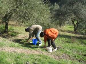 La cueillette des olives
