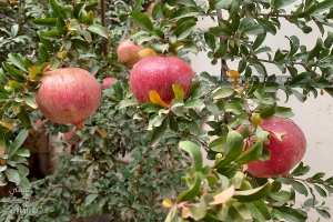 Les bienfaits de la grenade (et du jus de grenade)