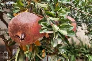 7 فوائد مذهلة للرمان … يقضي على السرطان ويحارب الشيخوخة