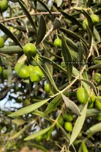 Faire ses olives vertes à la maison.