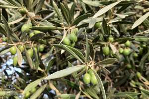 طريقة صنع الزّيتون الأخضر