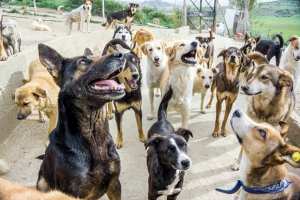 Algérie (Oran) - Abattage des chiens errants: La levée des boucliers se poursuit