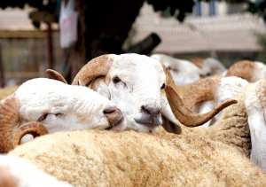 Algérie (Biskra) - Prévention des zoonoses et des maladies du cheptel: La campagne vaccinale annuelle bat son plein