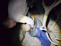 Planète (Amérique du Nord) - Etats-Unis: un wapiti enfin libéré d'un pneu coincé autour de son cou depuis des années