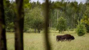 Planète (Pologne/Europe) - Les écologistes polonais dénoncent la reprise des coupes dans la forêt primaire de Bialowieza.