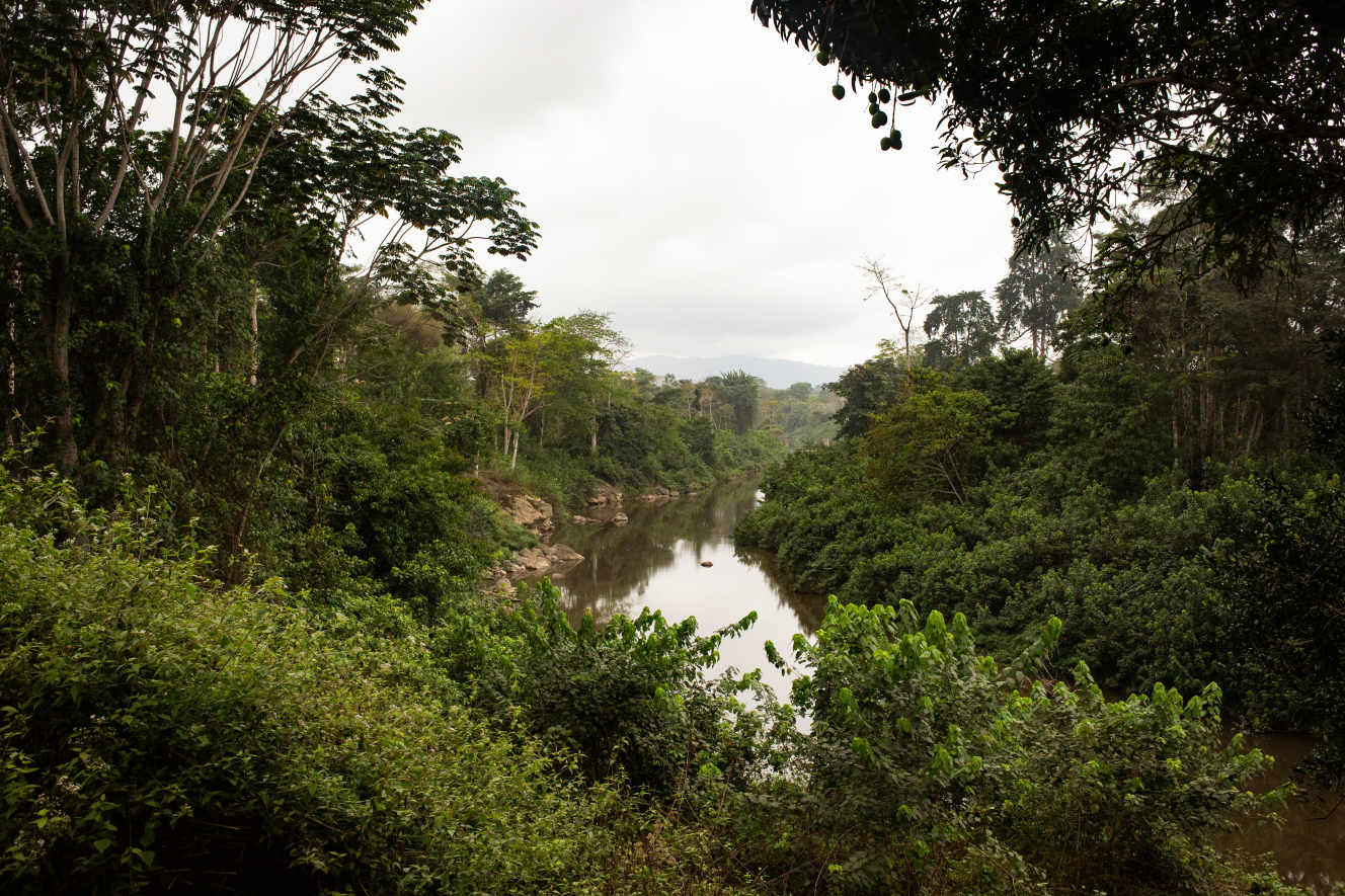 Planète - «Les pays du Nord ne doivent pas se contenter de payer ceux du Sud pour protéger les forêts tropicales»