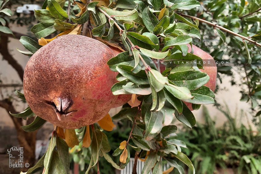 7 فوائد مذهلة للرمان … يقضي على السرطان ويحارب الشيخوخة