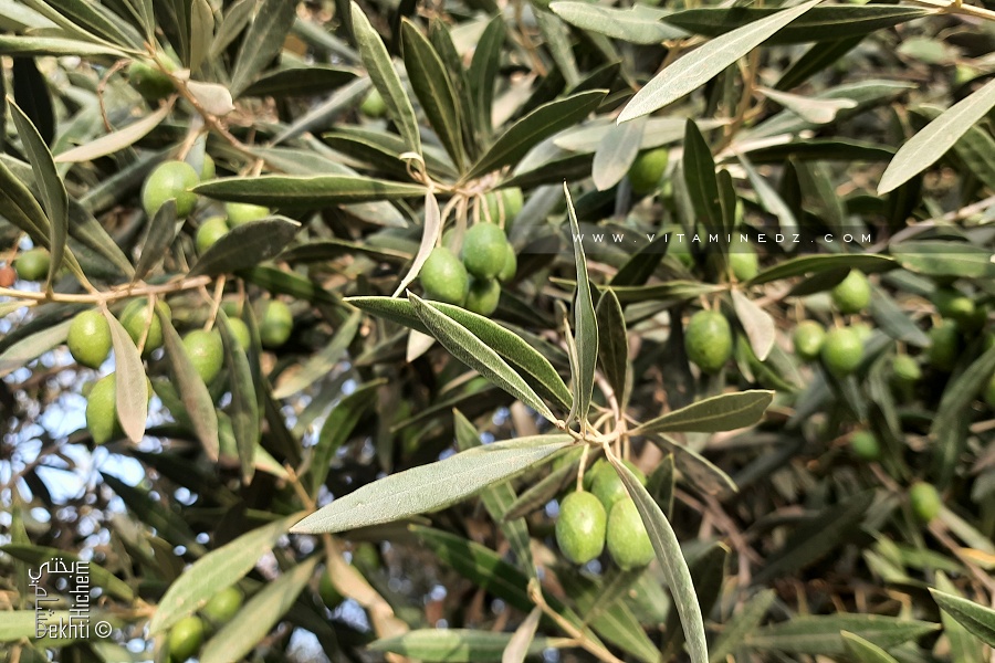طريقة صنع الزّيتون الأخضر