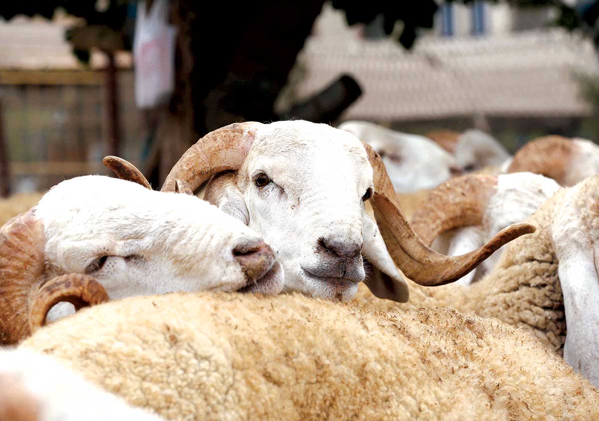 Algérie (Biskra) - Prévention des zoonoses et des maladies du cheptel: La campagne vaccinale annuelle bat son plein