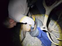 Planète (Amérique du Nord) - Etats-Unis: un wapiti enfin libéré d'un pneu coincé autour de son cou depuis des années