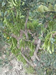 الشجرة المستقبلية لتوفير الرزق لسكان المناطق المعزولة