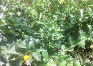 #الڨرنينة أكلة شعبية جزائرية