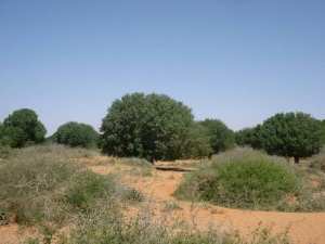 #شجرة_الفستق_الأطلسي