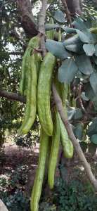 يا جماعة إذا أردتم أقلام تطعيم #خروب فعليكم ببساتين ولاية #البليدة .