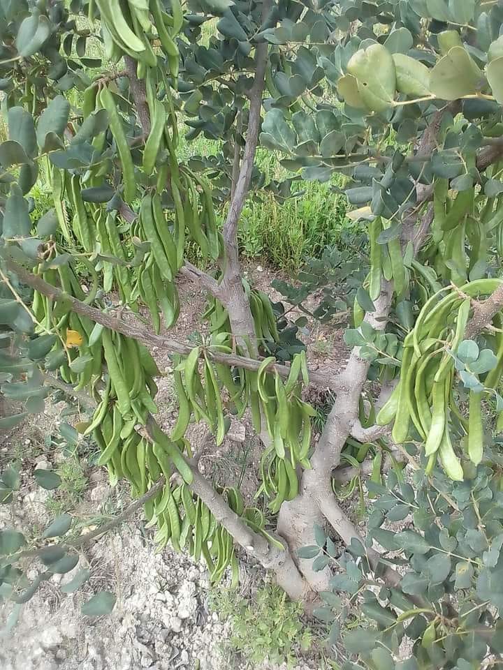 الشجرة المستقبلية لتوفير الرزق لسكان المناطق المعزولة