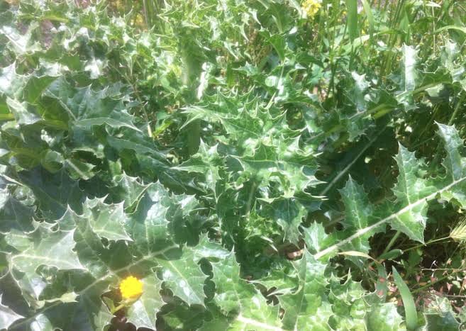 #الڨرنينة أكلة شعبية جزائرية