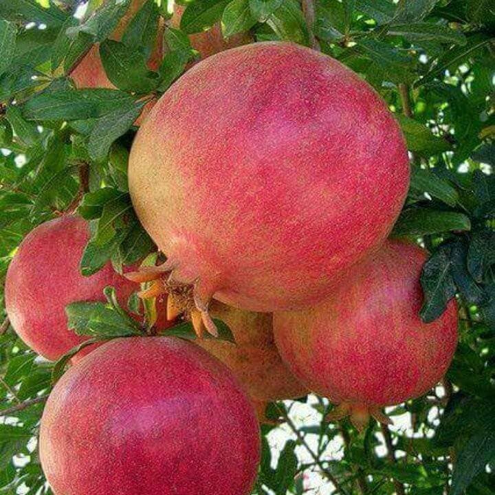 #رمان مسعد ولاية الجلفة من #اجود أنواع الرمان في #العالم