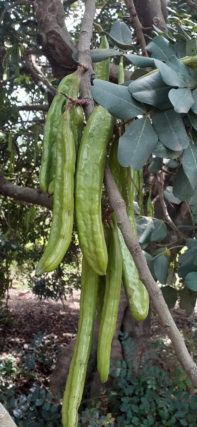 يا جماعة إذا أردتم أقلام تطعيم #خروب فعليكم ببساتين ولاية #البليدة .