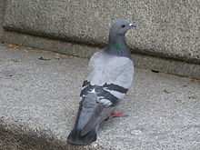 Pigeon biset (mâle: Goumri)