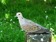 Tourterelle des bois (Taoutaoua)