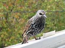 Étourneau sansonnet