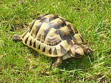 Tortue mauresque