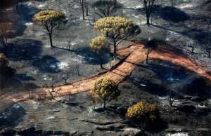 Algérie - Lancement de la campagne de régénération des forêts incendiées: 362 associations s’impliquent