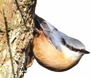 Algérie - Balade dans djebel Tamezguida, entre Mila et Jijel: A la rencontre de la sittelle de Kabylie