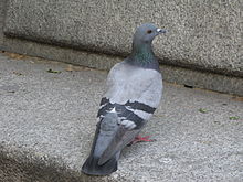 Pigeon biset (mâle: Goumri)