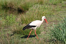 Cigogne (Bellarèdje)