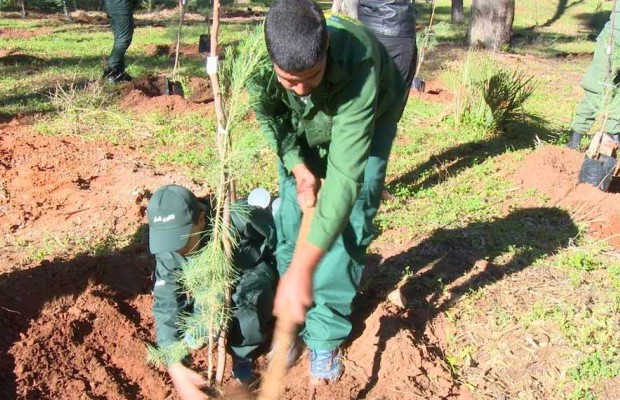 Algérie (Tizi-Ouzou) - Début de l'opération de reboisement des zones incendiées