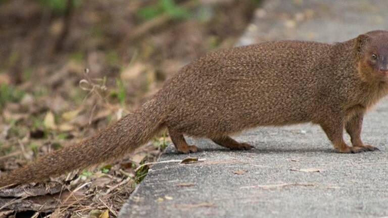 Planète (France/Europe) - Ces animaux qui profitent du changement climatique pour coloniser le territoire français