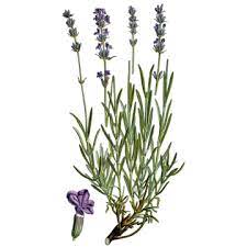 Algérie - La lavande prisée par l’industrie cosmétique: Une relance et des obstacles