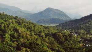 Planète - Dix forêts classées par l'Unesco ont émis plus de carbone qu'elles n'en ont absorbé