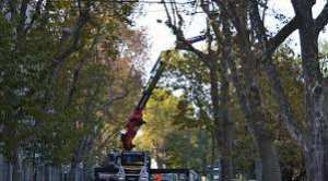 Planète (France/Europe) - Montpellier: Des platanes abattus sur un boulevard pour éviter la propagation d'un champignon