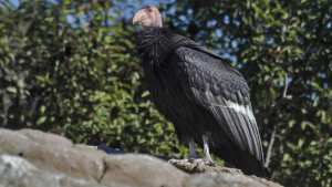 Planète (Amérique du Nord) - Les condors femelles seraient capables de se reproduire sans l'intervention de mâles