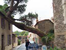 Planète (France/Europe) - Le célèbre pin penché de Clisson sauvé grâce à une sculpture financée par le Hellfest