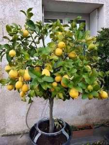 طريقت زراعة شجرة الليمون من بذرة و فن التقزيم