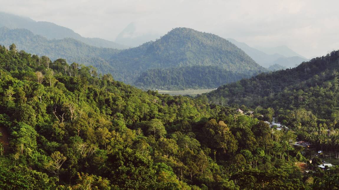 Planète - Dix forêts classées par l'Unesco ont émis plus de carbone qu'elles n'en ont absorbé