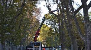 Planète (France/Europe) - Montpellier: Des platanes abattus sur un boulevard pour éviter la propagation d'un champignon