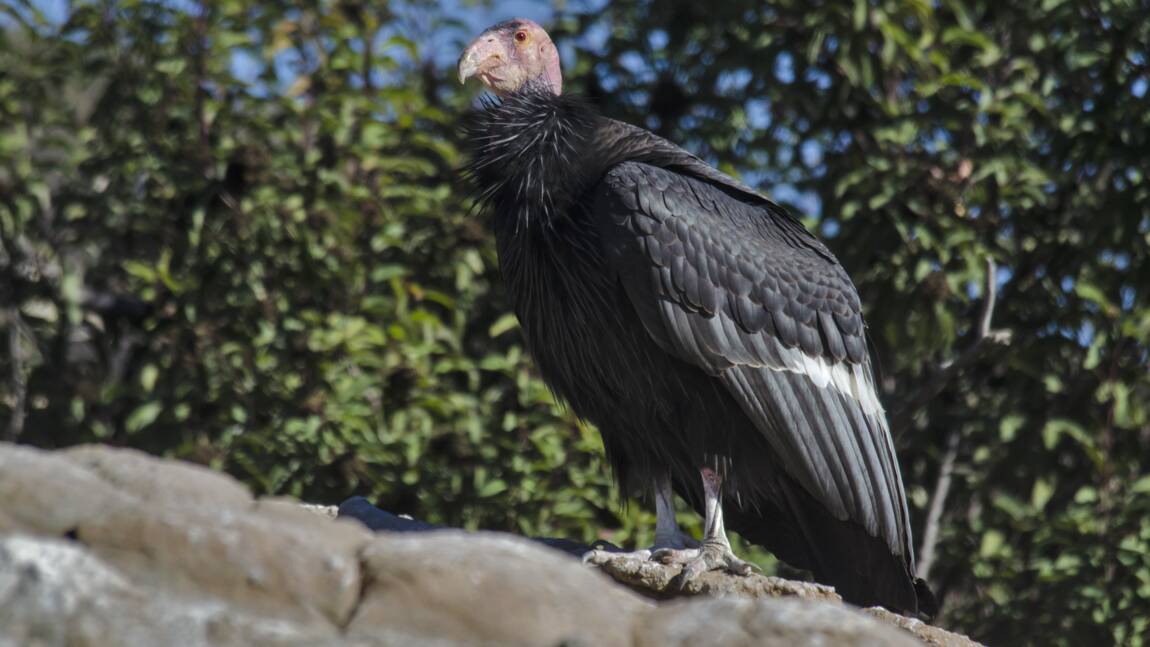 Planète (Amérique du Nord) - Les condors femelles seraient capables de se reproduire sans l'intervention de mâles